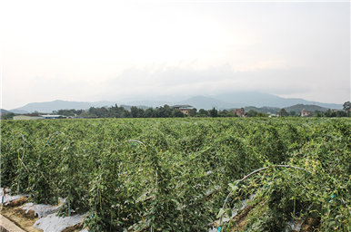 龍門生產(chǎn)基地